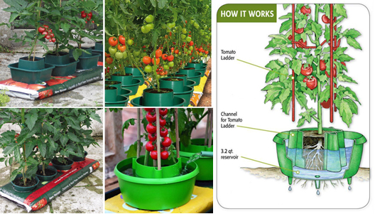 Growing Tomato Plants in Pots